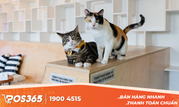 Kinh nghiệm xương máu khi mở cafe thú cưng Bình Dương: Hiểu rõ để thành công