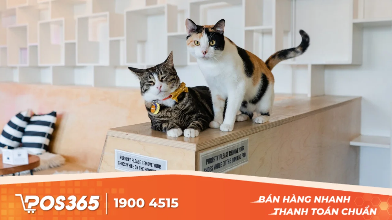 Kinh nghiệm xương máu khi mở cafe thú cưng Bình Dương: Hiểu rõ để thành công