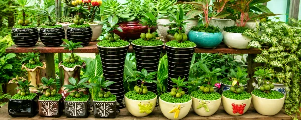Kinh nghiệm kinh doanh cây cảnh mini vốn ít, lời cao 2026