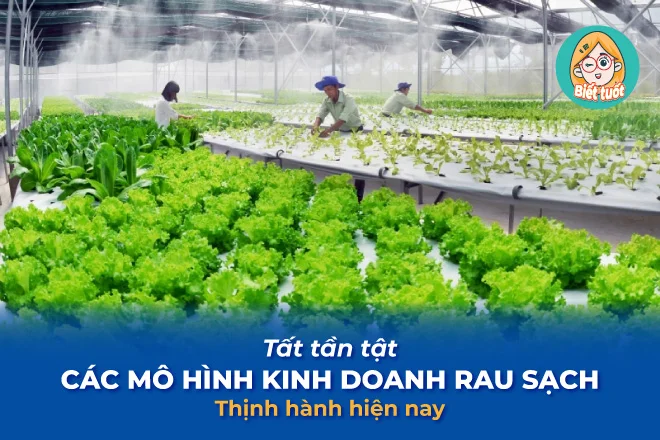 Tất tần tật các mô hình kinh doanh rau sạch thịnh hành hiện nay