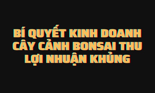 Bí quyết kinh doanh cây cảnh bonsai thu lợi nhuận khủng