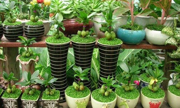 Kinh nghiệm kinh doanh cây cảnh mini thành công năm 2025