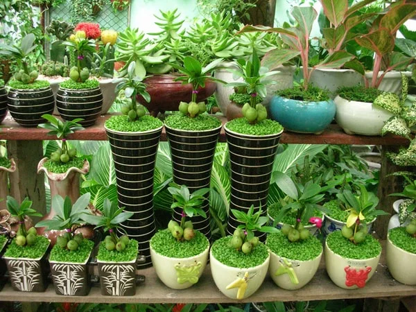 Kinh nghiệm kinh doanh cây cảnh mini thành công năm 2025