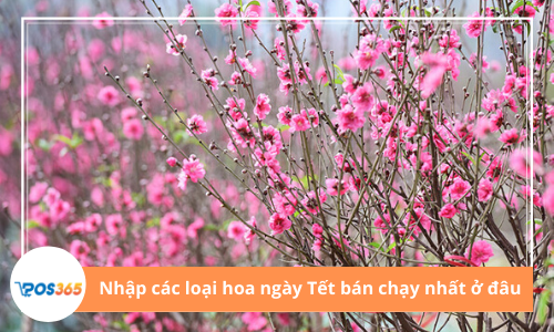 Địa chỉ nhập hoa ngày Tết giá rẻ, những loại hoa nào bán chạy nhất