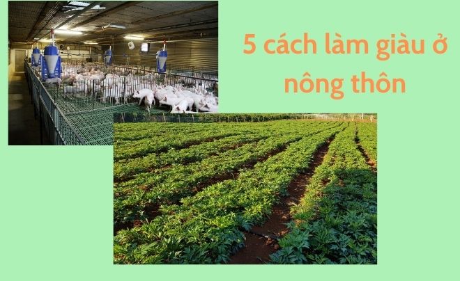 5 cách làm giàu ở nông thôn đơn giản mà ai cũng nên biết