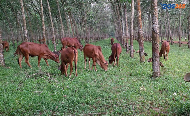 làm giàu từ chăn nuôi bò sinh sản