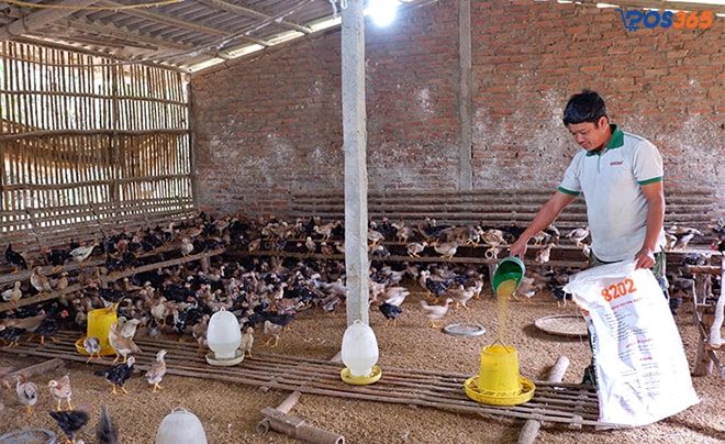 làm giàu từ chăn nuôi gà thả vườn