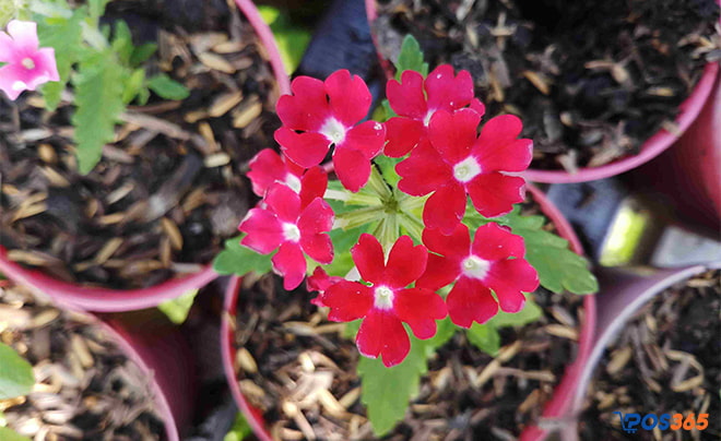 Kinh doanh hạt giống hoa