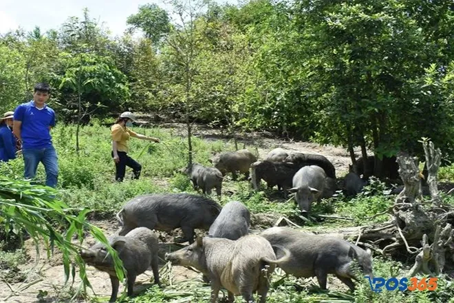 Nuôi lợn rừng