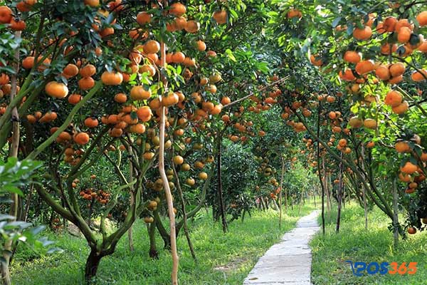 Trồng cây ăn quả kết hợp du lịch sinh thái