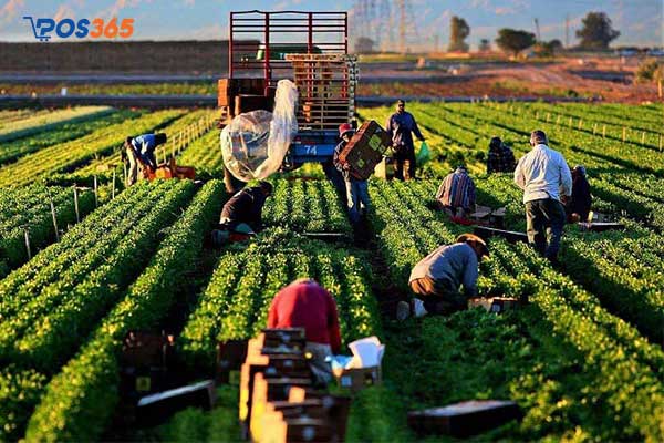 Cách làm giàu bằng dịch vụ nông nghiệp