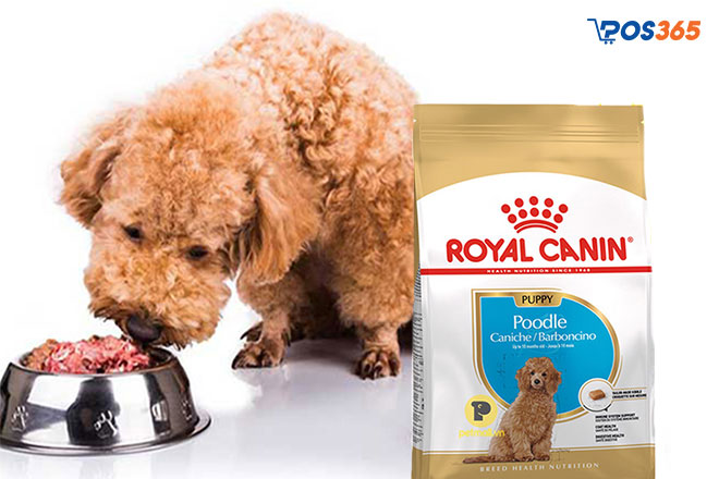 Thức ăn cho chó Royal Canin