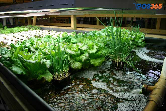 Mô hình trồng rau sạch aquaponics