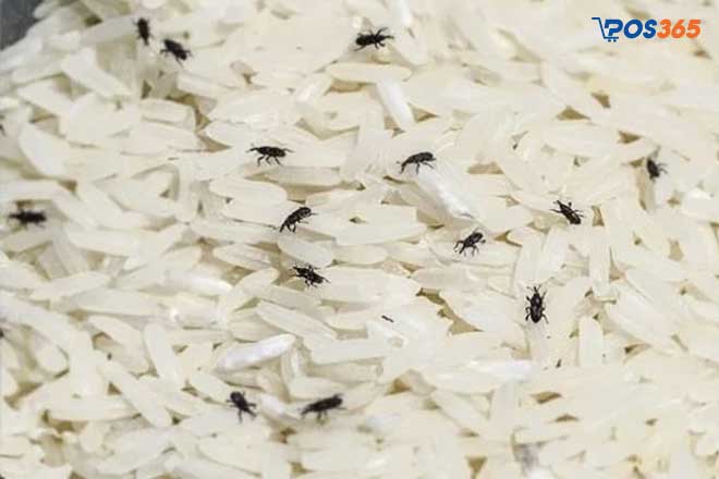 Rủi ro khi kinh doanh gạo từ việc bảo quản chưa tốt