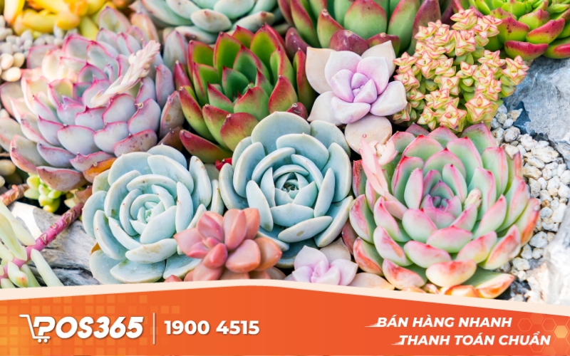 Bán cây cảnh mini, sen đá, xương rồng