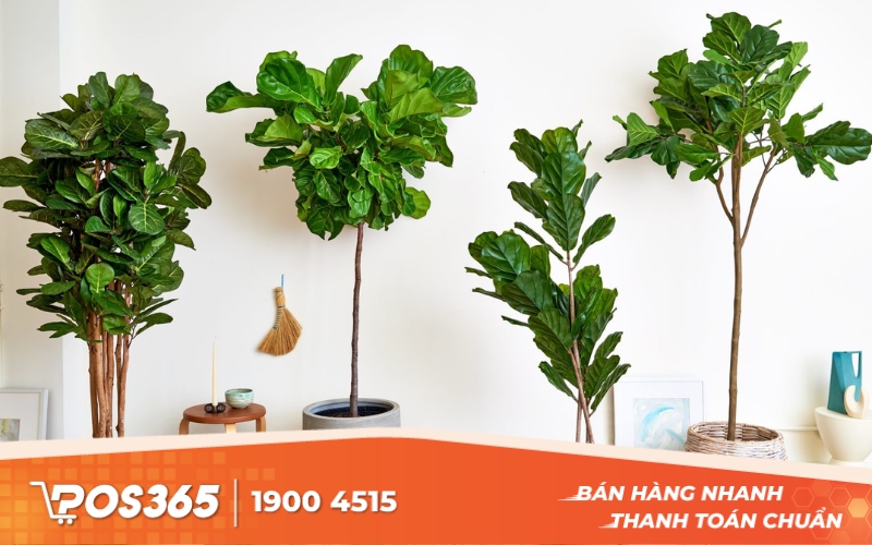 Cây Bàng Singapore