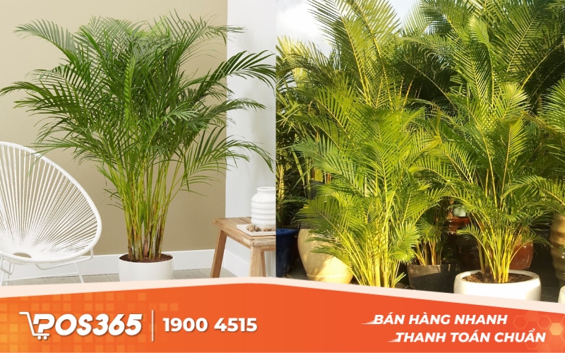 Cây Cau Cảnh - Cây trang trí mang may mắn cho gia chủ