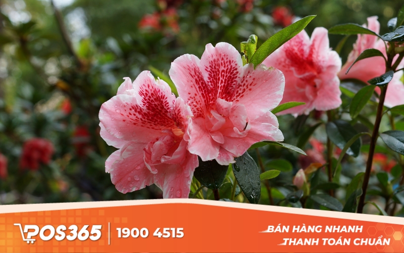 Cây Hoa Đỗ Quyên