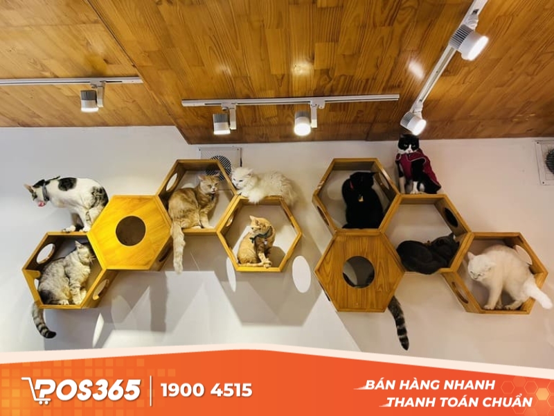 Quán cafe Meo’s House Coffee - cà phê thú cưng Hà Thành