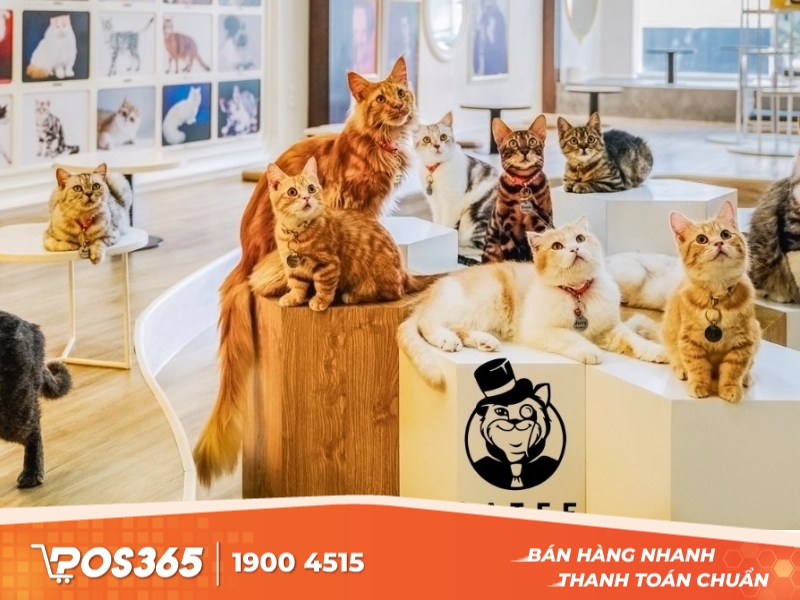 CATFE Coffee - quán cafe mèo Sài Gòn