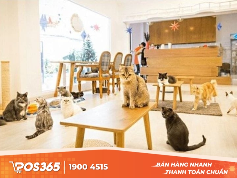 Cheryl Kitten Coffee - quán cà phê thú cưng nổi tiếng TPHCM