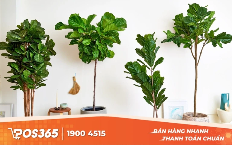 C&acirc;y B&agrave;ng Singapore