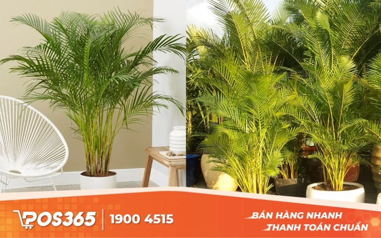 C&acirc;y Cau Cảnh - C&acirc;y trang tr&iacute; mang may mắn cho gia chủ