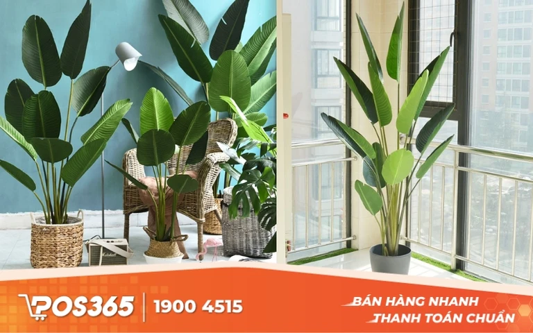 C&acirc;y Chuối Rẻ Quạt Giả