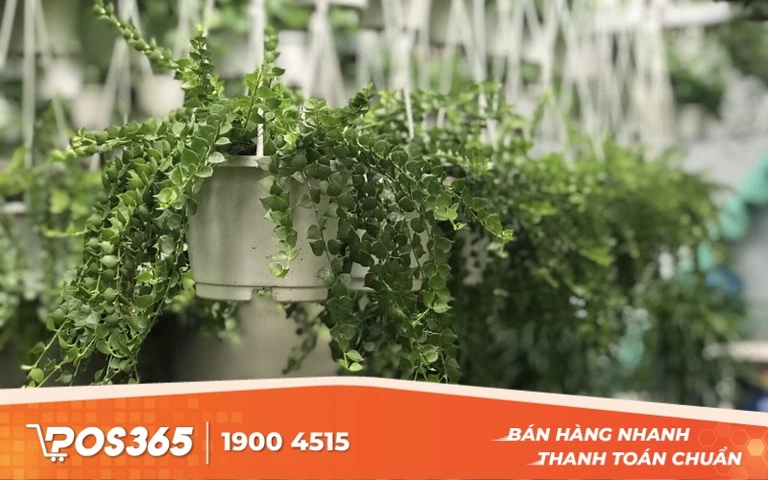 C&acirc;y Lan Tim