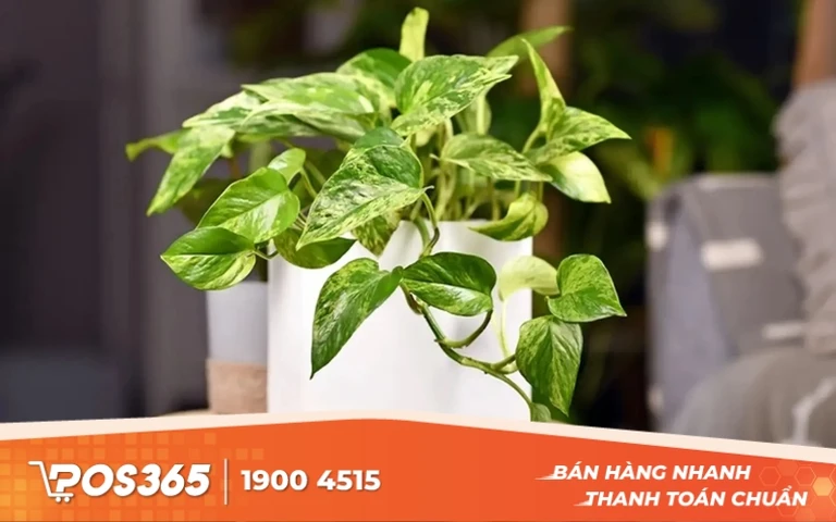 C&acirc;y Trầu B&agrave;