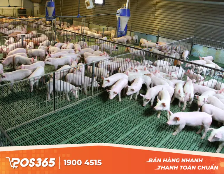 Chăn nuôi lợn, bò, gà hữu cơ đạt chuẩn VietGAP
