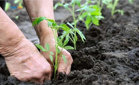 N&ecirc;n nhập loại ph&acirc;n b&oacute;n n&agrave;o để kinh doanh?