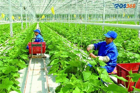 Nông sản hữu cơ sản xuất trong nhà kính