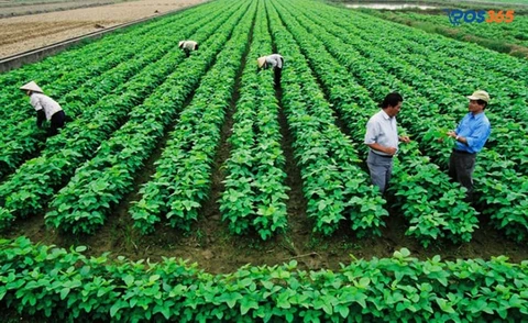 l&agrave;m gi&agrave;u nhờ việc trồng c&acirc;y hiếm