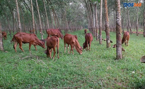 l&agrave;m gi&agrave;u từ chăn nu&ocirc;i b&ograve; sinh sản