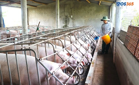 l&agrave;m gi&agrave;u từ chăn nu&ocirc;i lợn
