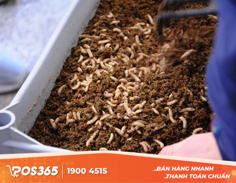 Nuôi ruồi lính đen, trùn quế kết hợp chăn nuôi khép kín