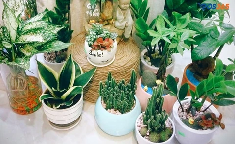 l&agrave;m gi&agrave;u từ việc trồng c&acirc;y cảnh c&acirc;y phong thủy