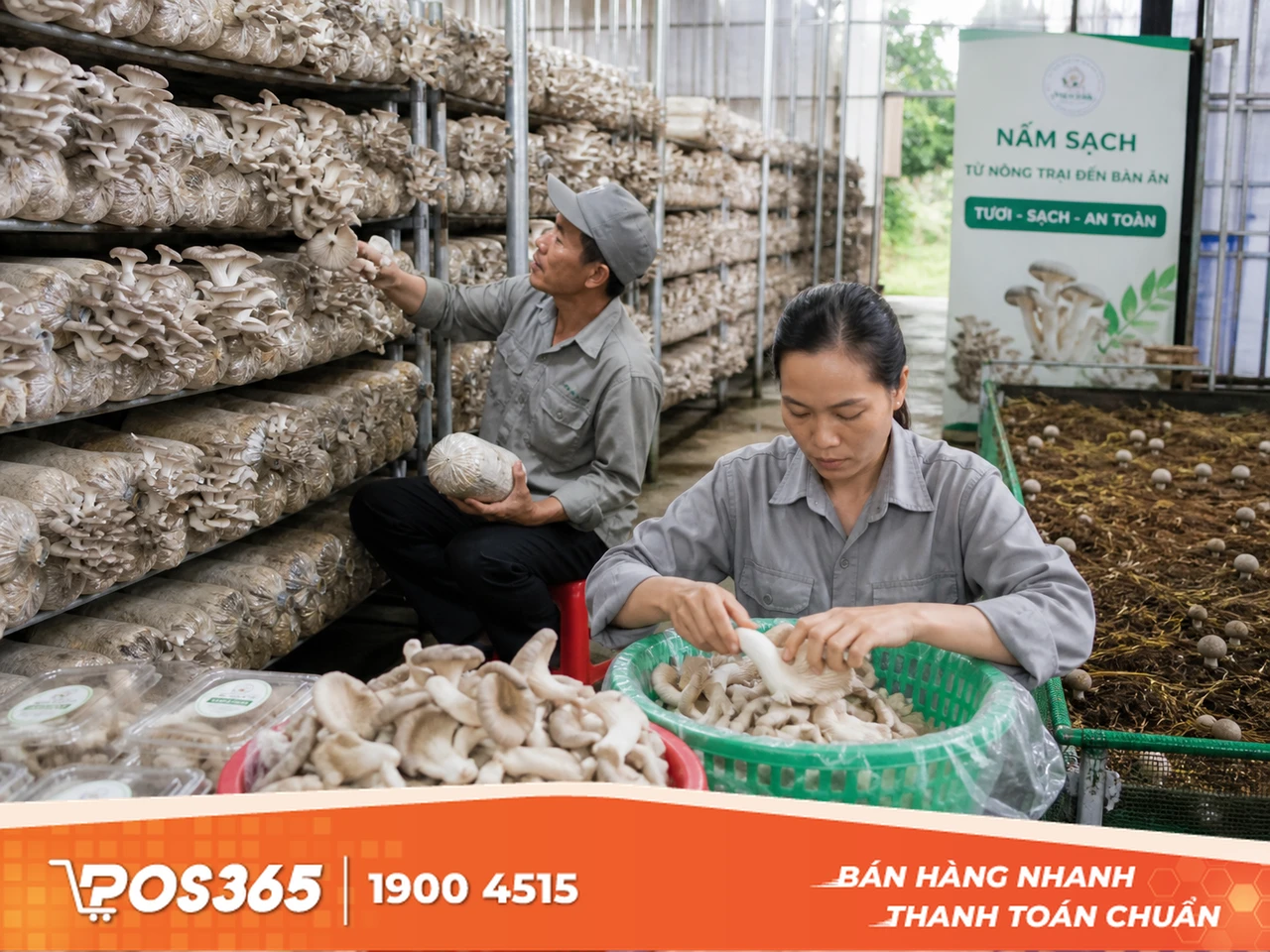 Trồng nấm rơm hoặc nấm bào ngư