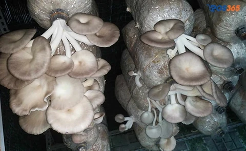 l&agrave;m gi&agrave;u từ việc trồng nấm tươi