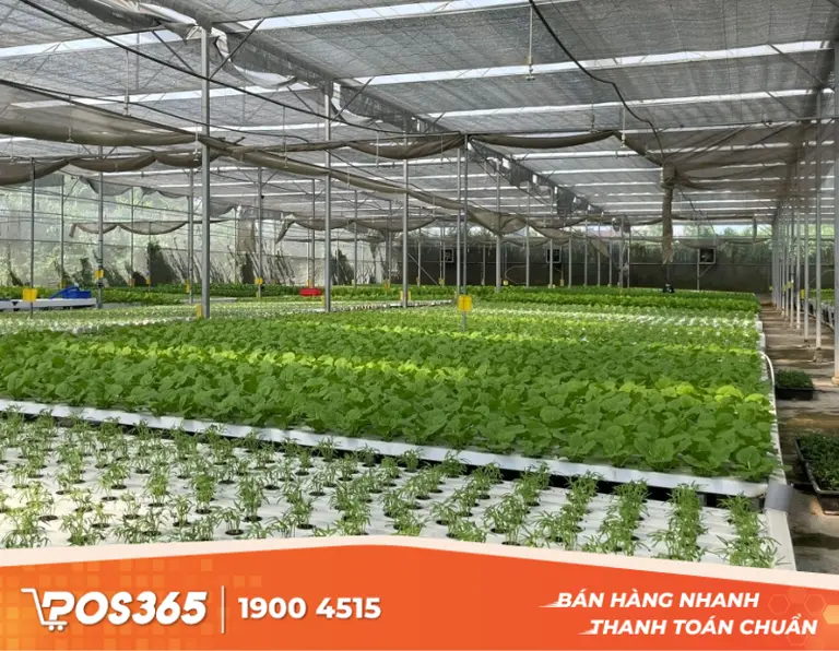 Trồng rau thủy canh, khí canh kết hợp cảm biến IoT