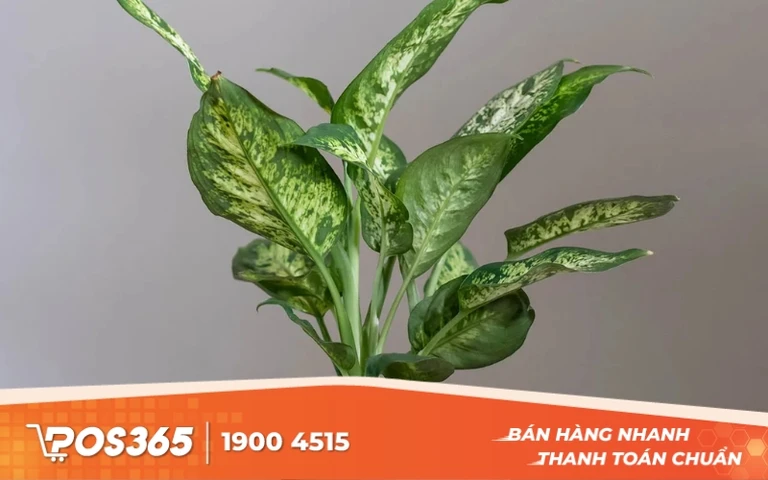 Vạn Ni&ecirc;n Thanh