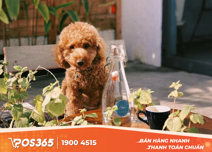 TEAWE - Cafe cún con Cookie ngộ nghĩnh