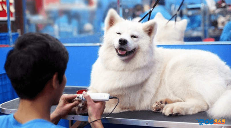 Dịch vụ chăm sóc thú cưng