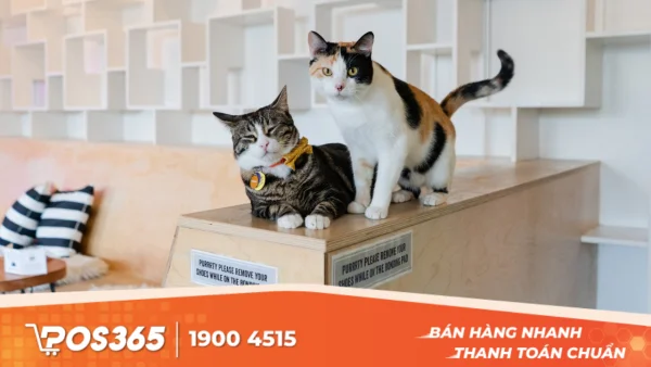 Kinh nghiệm xương máu khi mở cafe thú cưng Bình Dương: Hiểu rõ để thành công